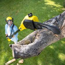 Organic Lawn Care Solutions in Shamokin Dam, PA