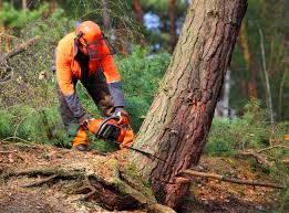 Best Stump Grinding and Removal  in Shamokin Dam, PA