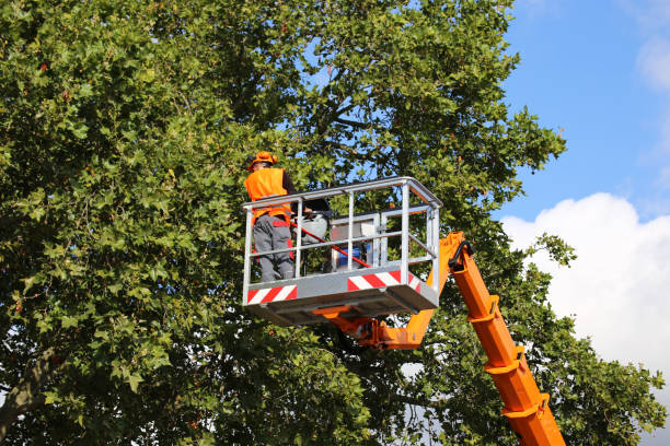 Best Emergency Tree Removal  in Shamokin Dam, PA