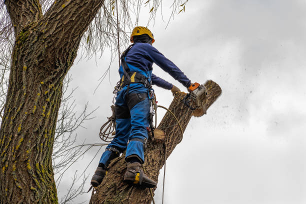 Best Tree Maintenance Programs  in Shamokin Dam, PA