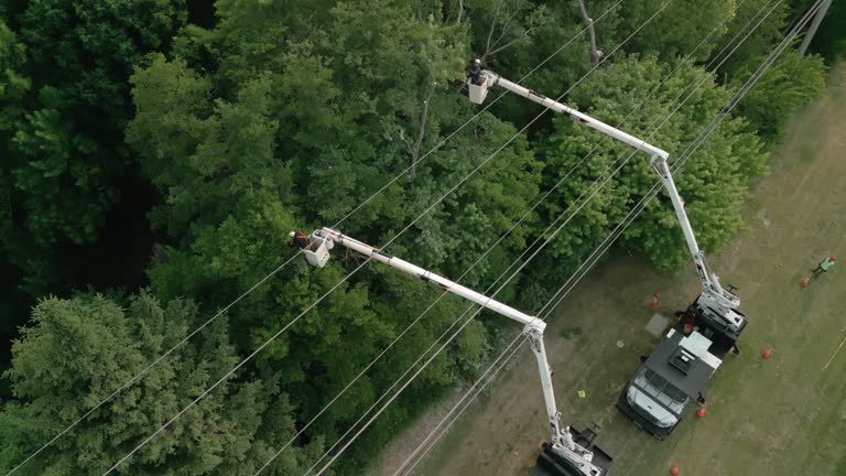 Reliable Shamokin Dam, PA  Tree Services Solutions