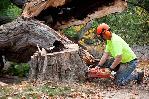 Best Arborist Consultation Services  in Shamokin Dam, PA