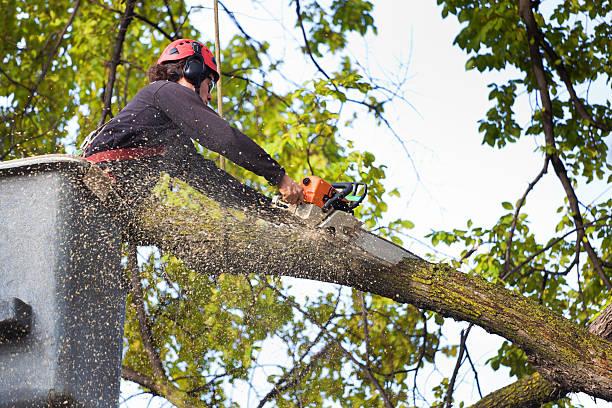 Why Choose Our Tree Removal Services in Shamokin Dam, PA?